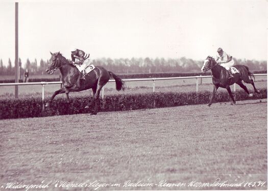 Hengst "Widerspruch"