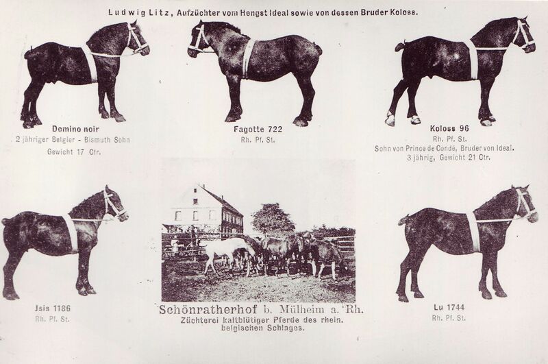 Datei:Ludwig litz Werbung Hengste Wiki.jpg