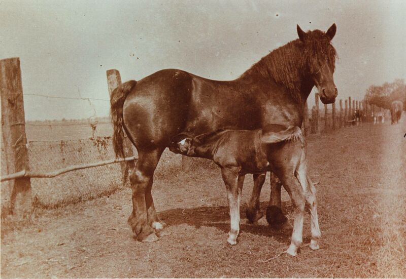 Datei:Stillende Stute AK.jpg