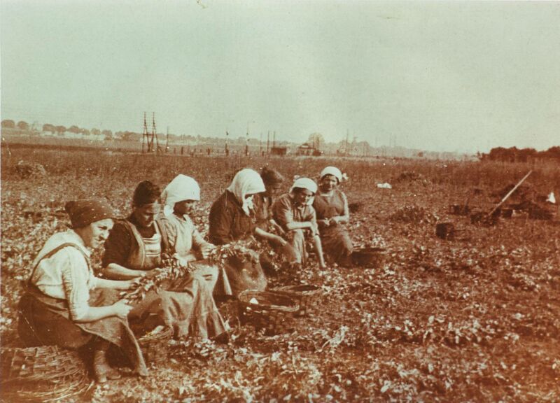 Datei:Hülsenfruchternte ak.jpg